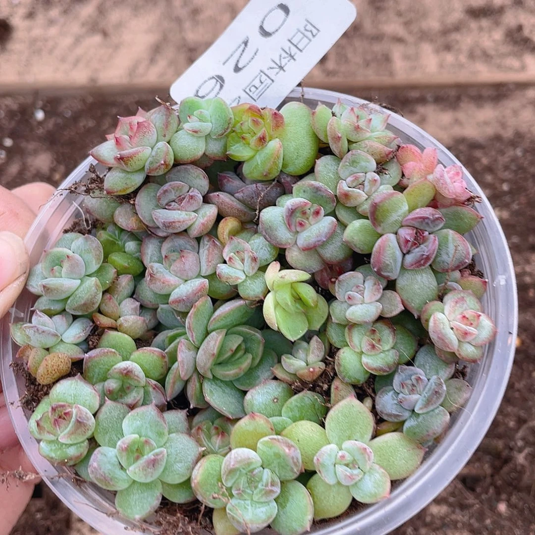 多肉植物多肉植物26