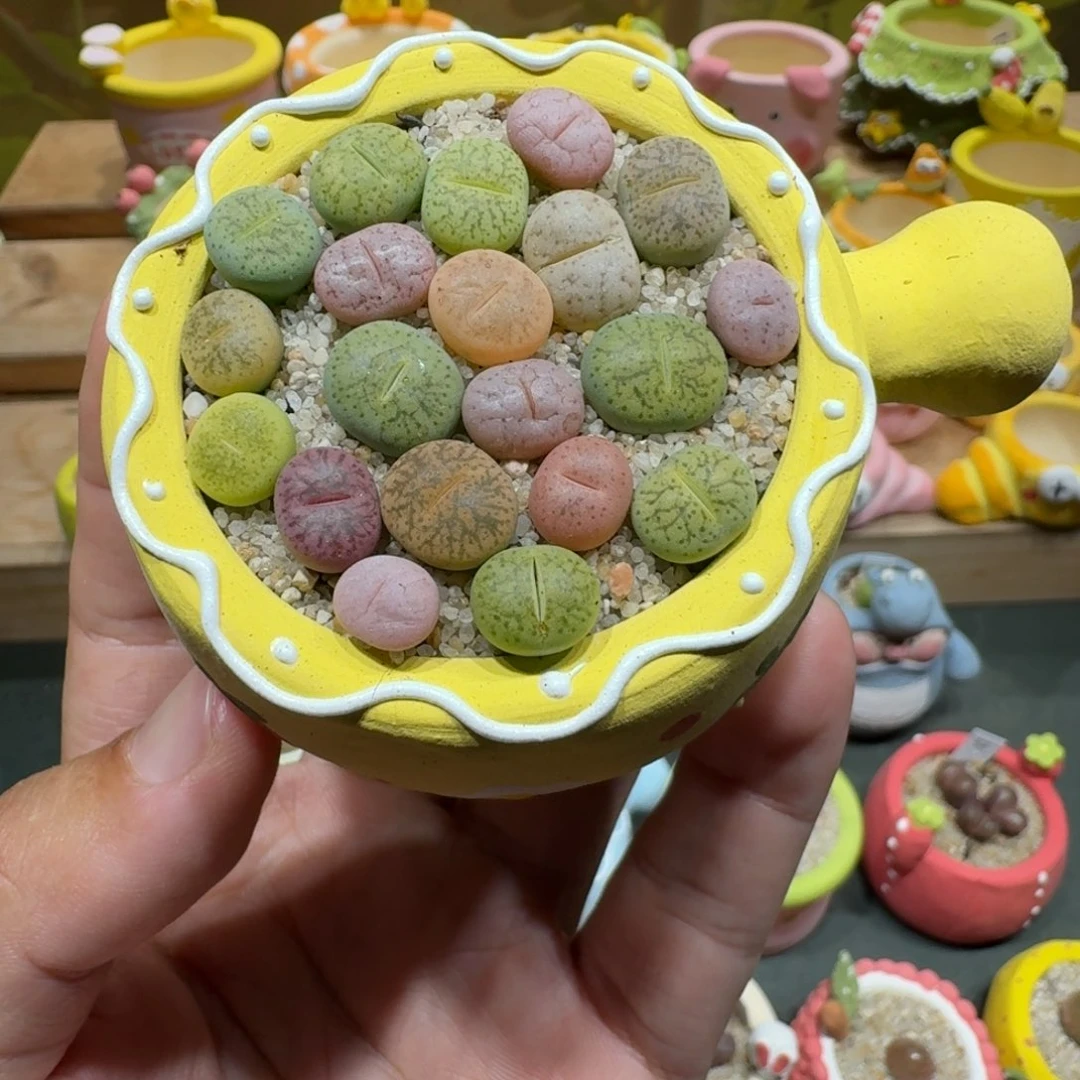 蘑菇1052彩拼多肉植物