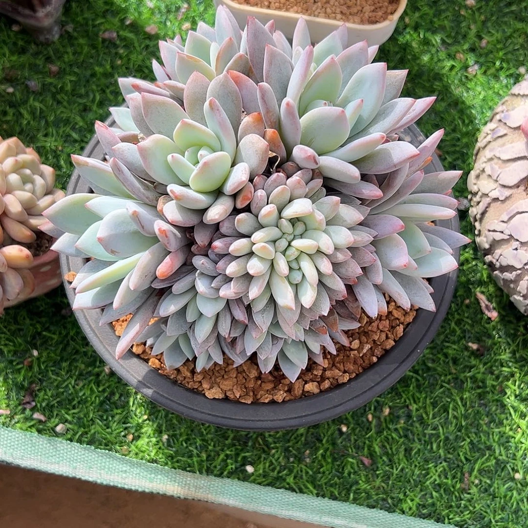 奶盖大群带缀多肉植物