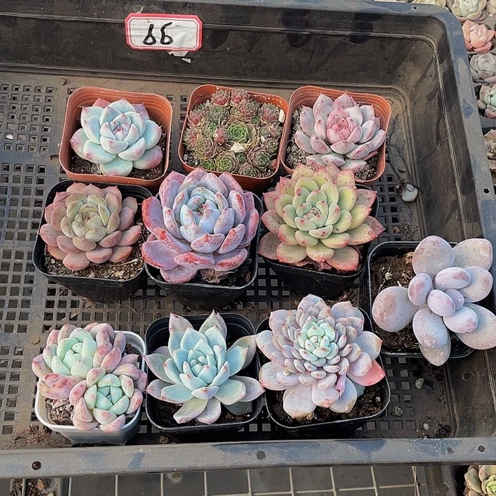 66号筐带盆土发货