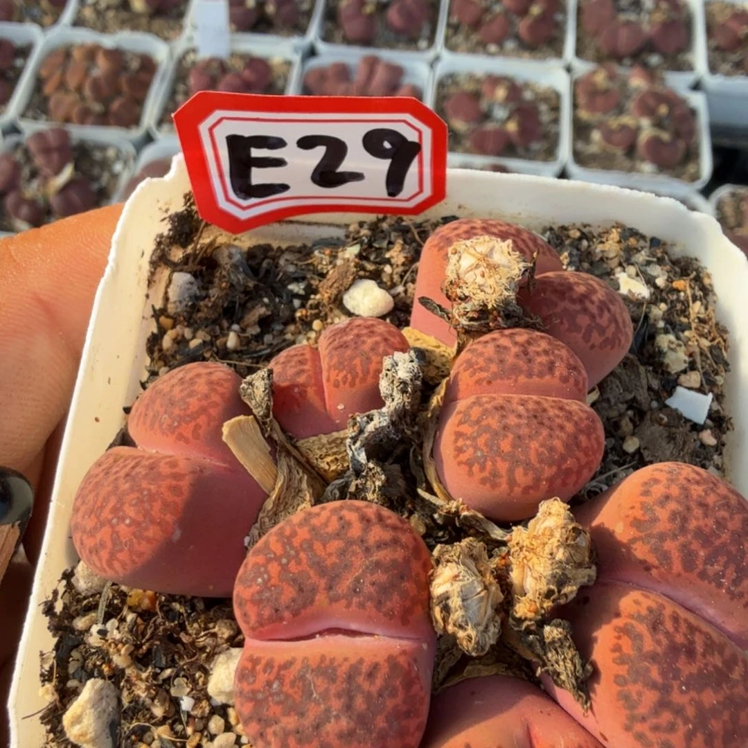 用****6多肉植物多肉植物多肉植物