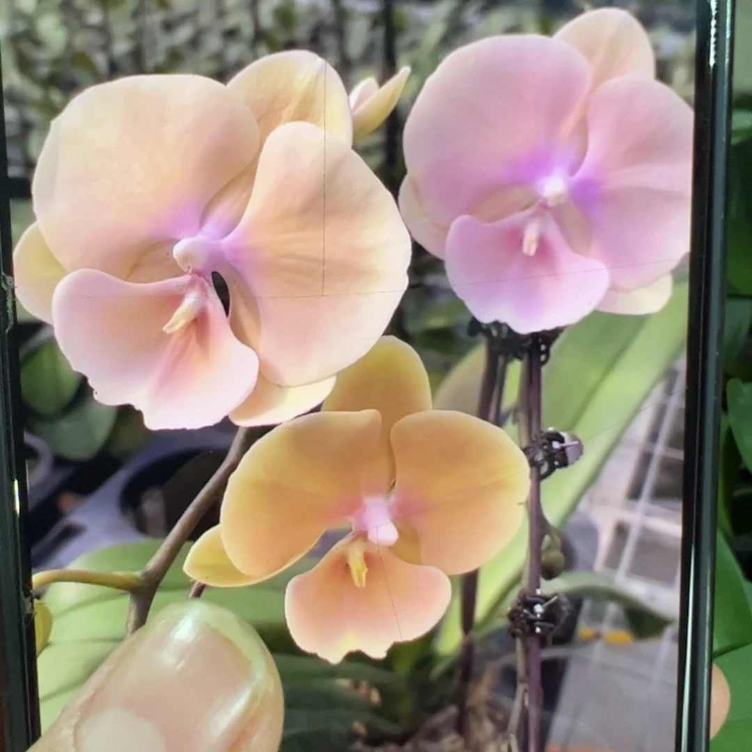当前无花栽培后可以开花黄袍新苗凑单发货一颗不发货