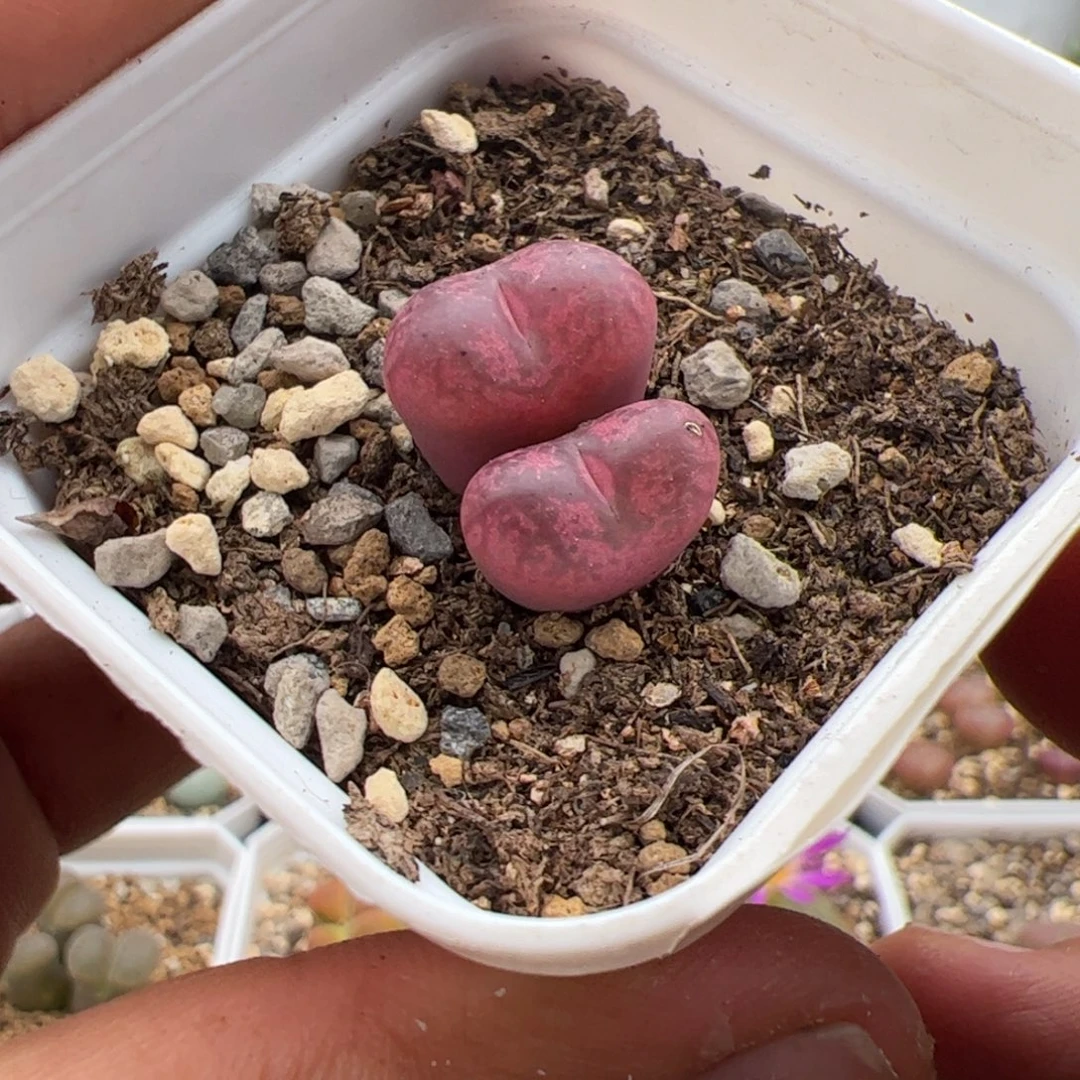 9.23福利毛杂多肉植物189