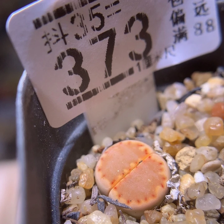 精品生石花35.373