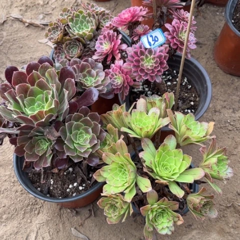 630多肉植物组合，