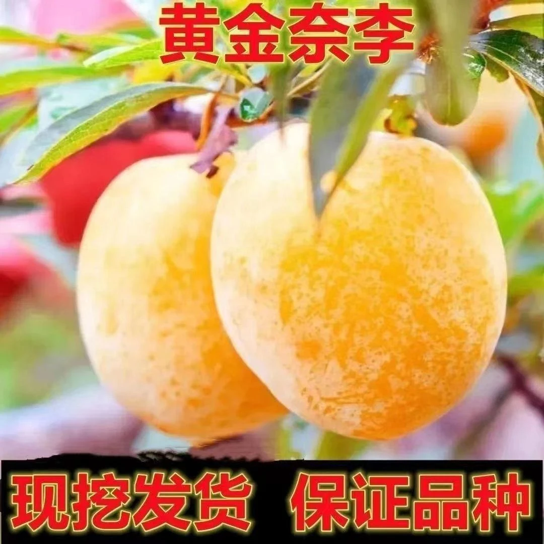 超甜黄金奈李树苗黄金奈李苗南方北方种植盆栽地栽果树苗纯甜多汁
