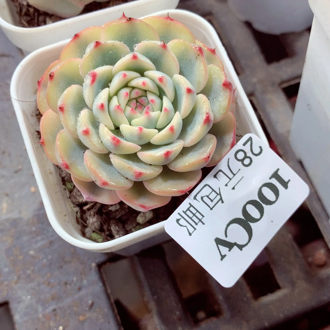 5厘米盆精控多肉100