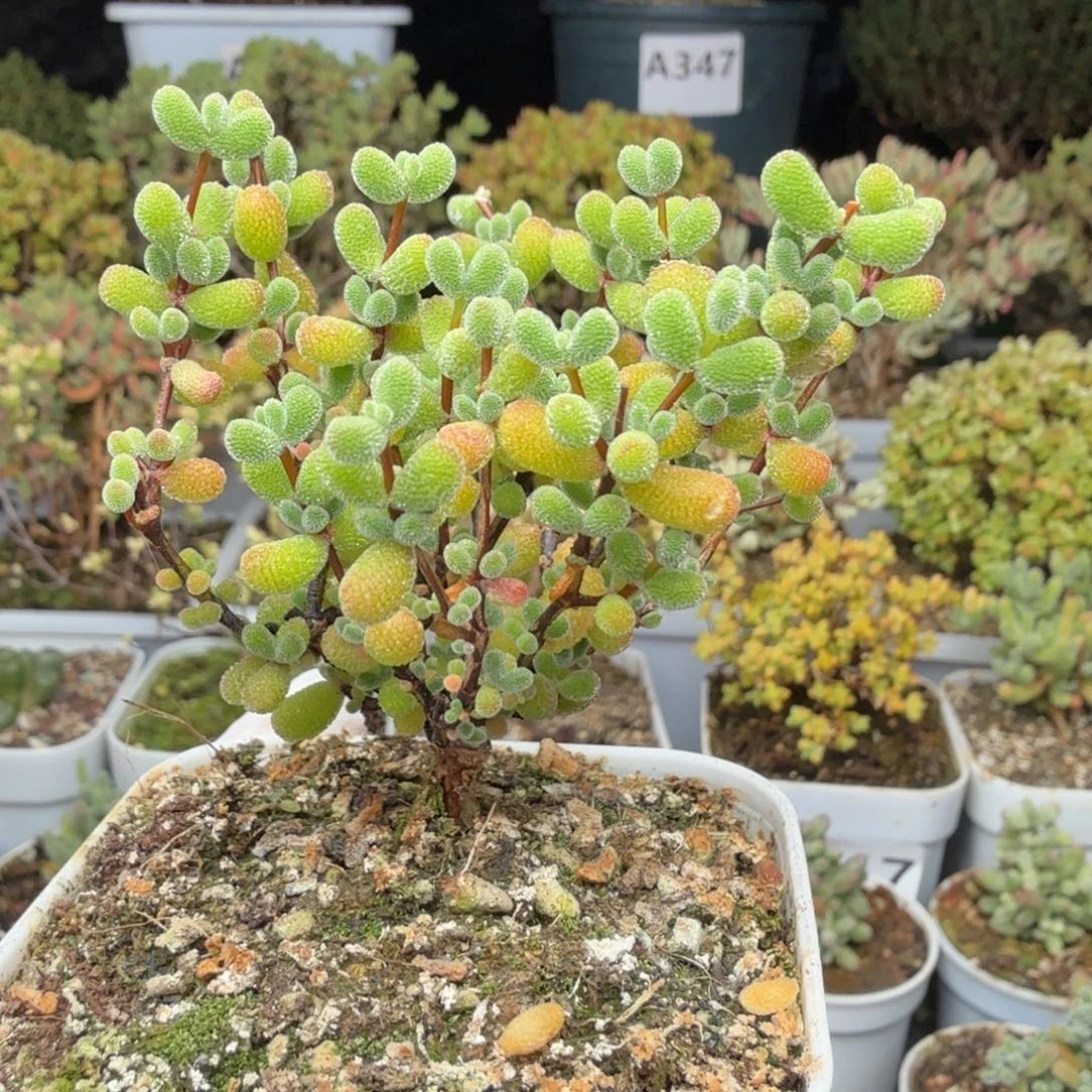 A715翡翠枝干一物一拍