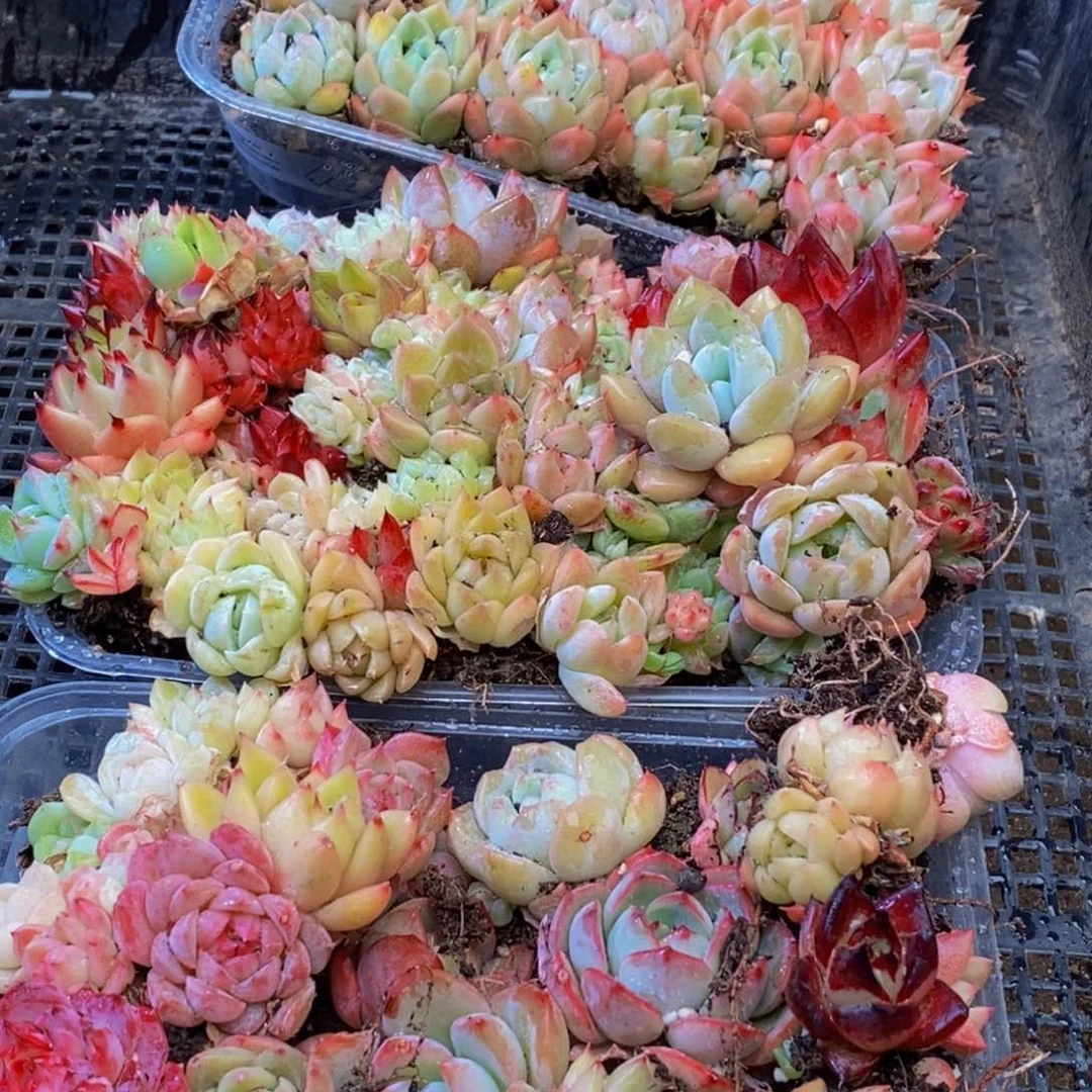 099多肉植物保护研究所所长