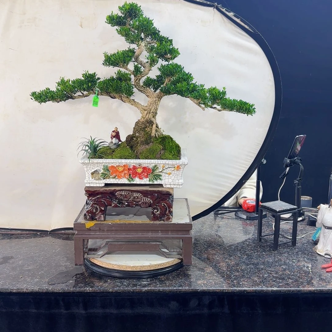 当前无花朵，栽培后可花朵