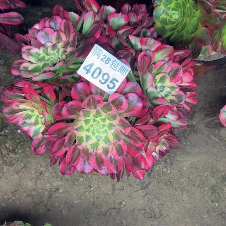 4095天和多肉植物