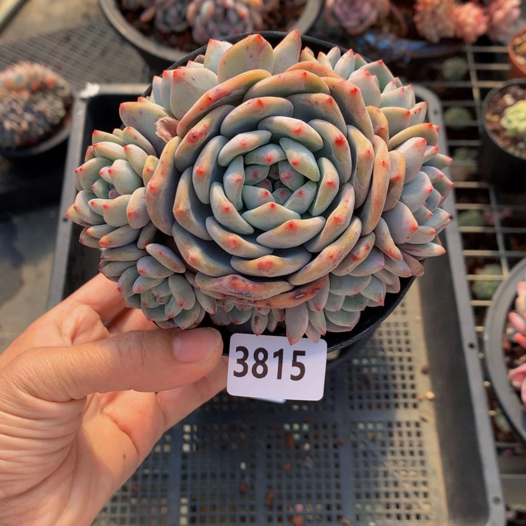 3815多头一个嗯嗯嗯哦，是啊