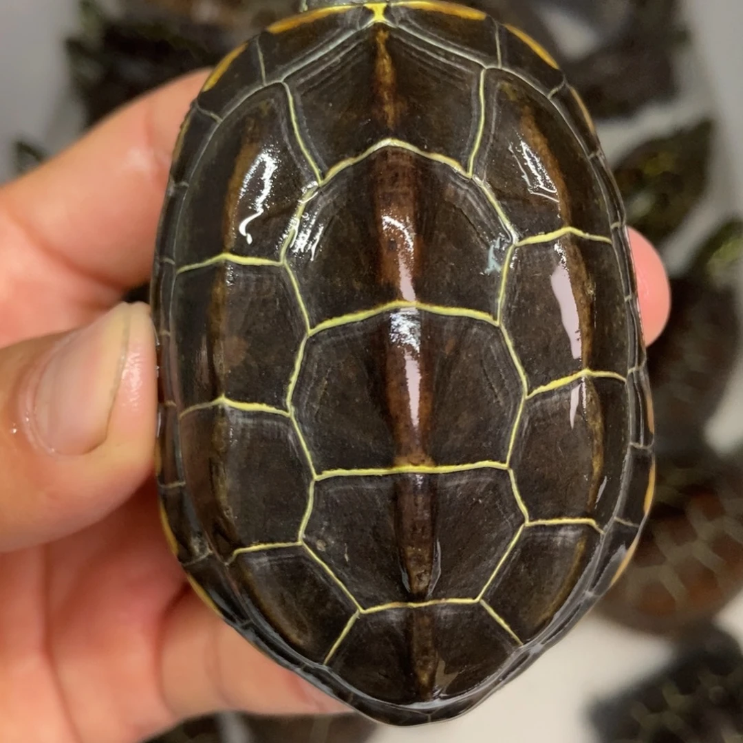 中华草龟公母搭配