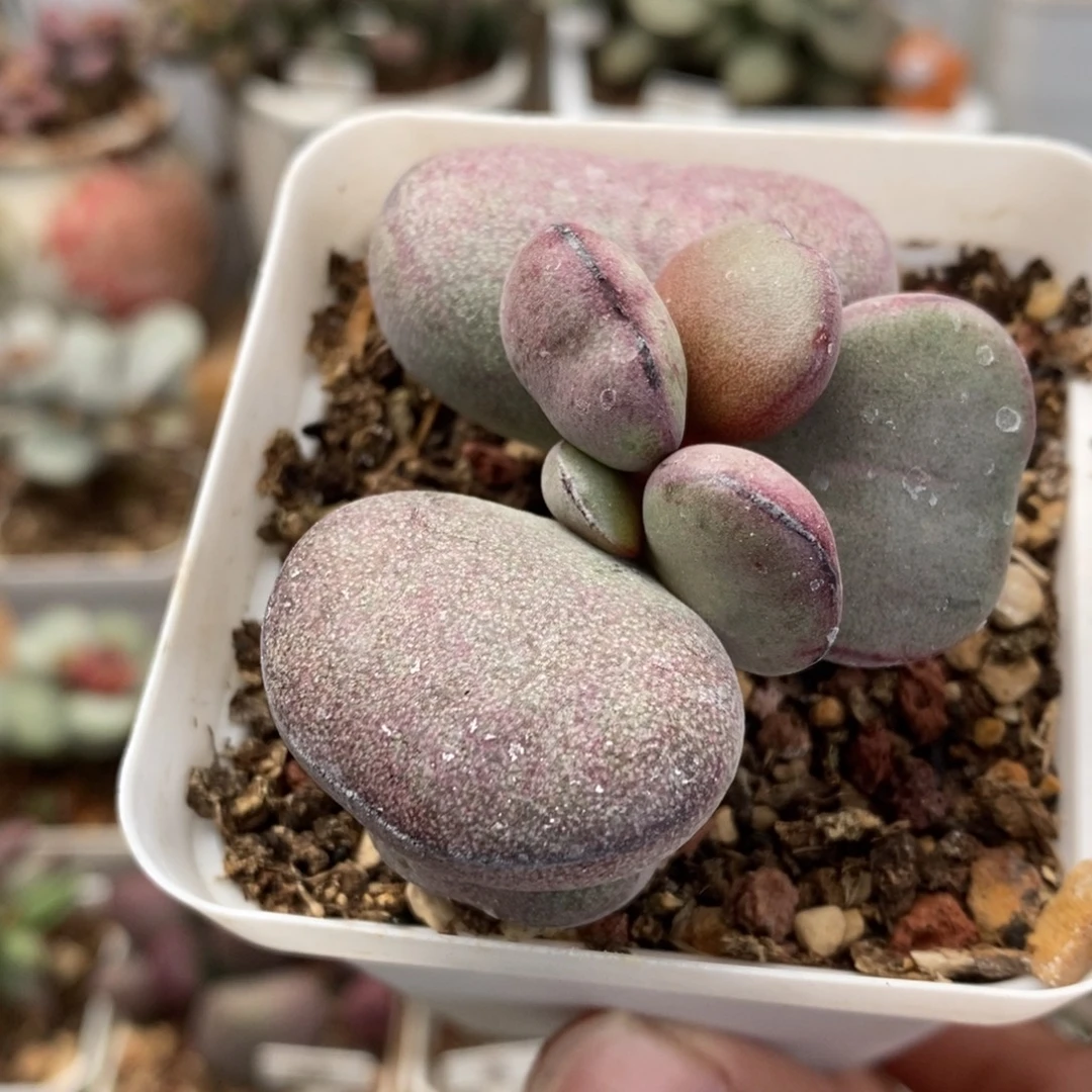 球球紫蛋单头水泡多肉植物