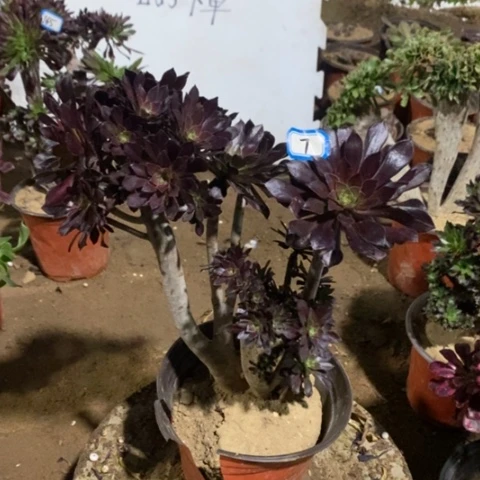 黑法师缀朵朵一物一拍