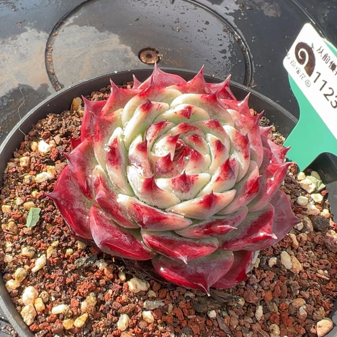 从前慢花园多肉编号1123-249