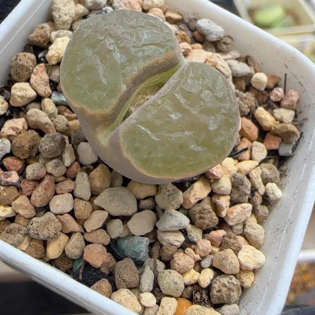 多肉植物磁铁母本96号