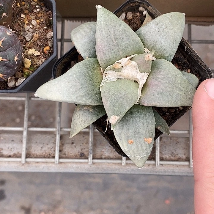 漂亮仙人球一物一拍
