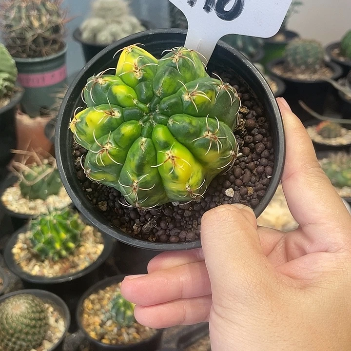 实生绯花玉锦仙人球一颗