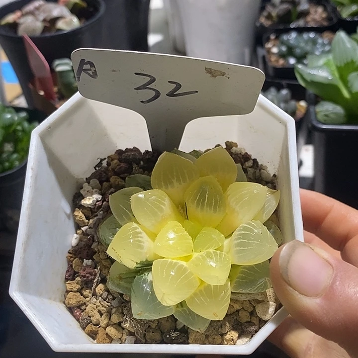 32糯米锦好喜欢好可爱