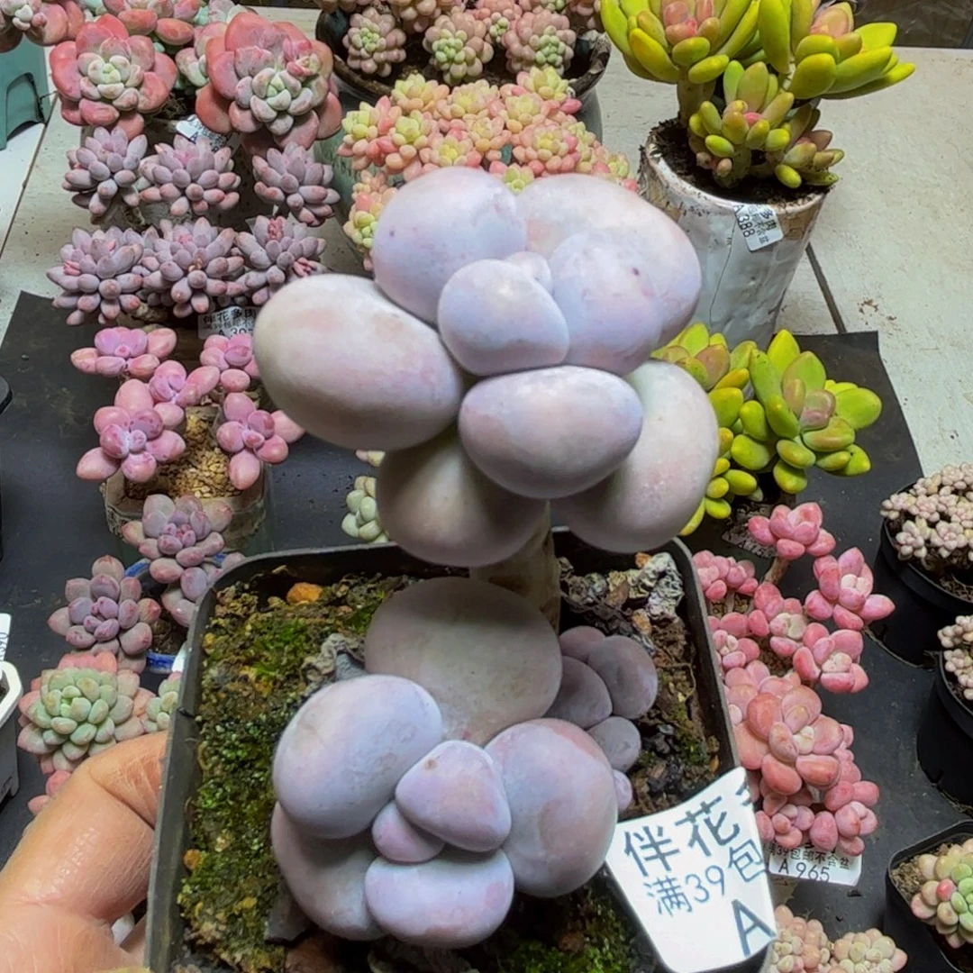 429芭比奶酪6cm多肉