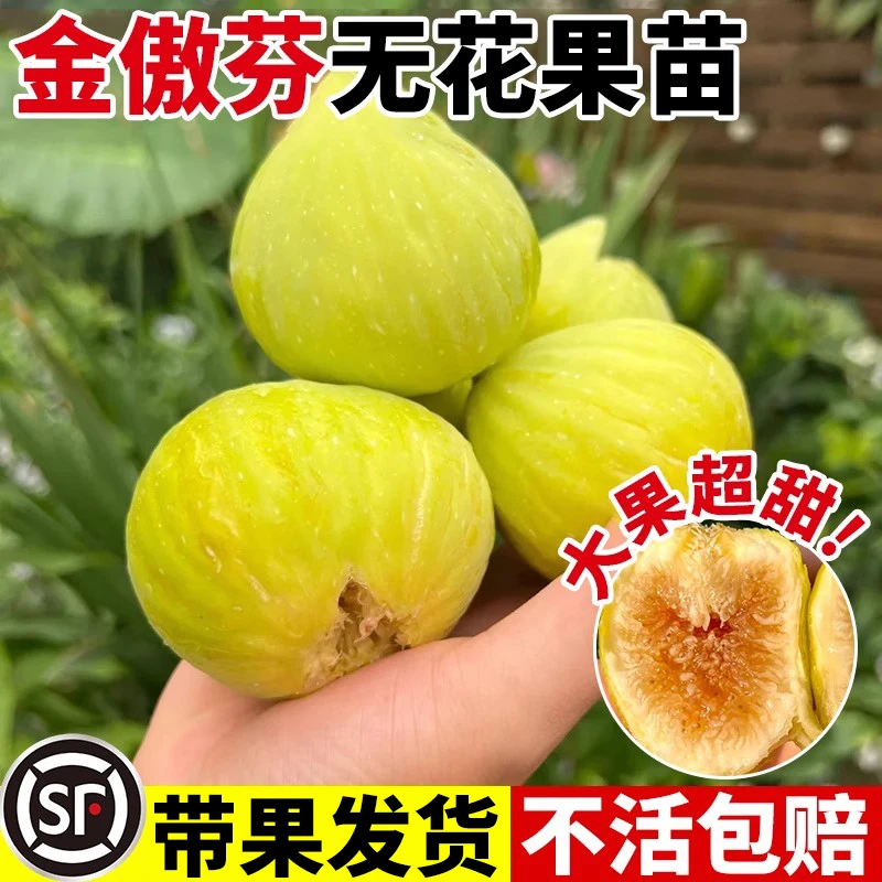金傲芬无花果树果苗带果盆栽树苗波姬红特大果南北方格莱斯果树