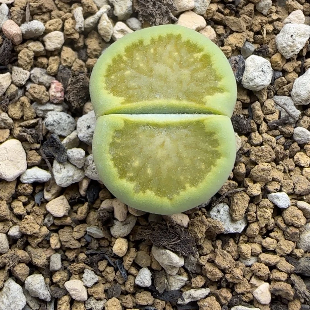 433 生石花大棚直播