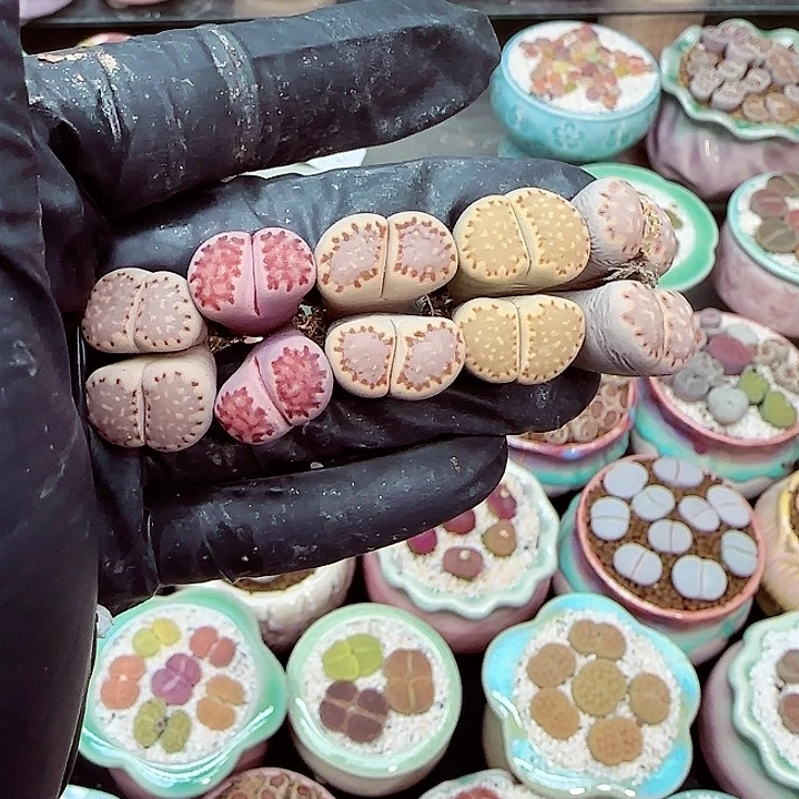 生石花满18包邮1220-102