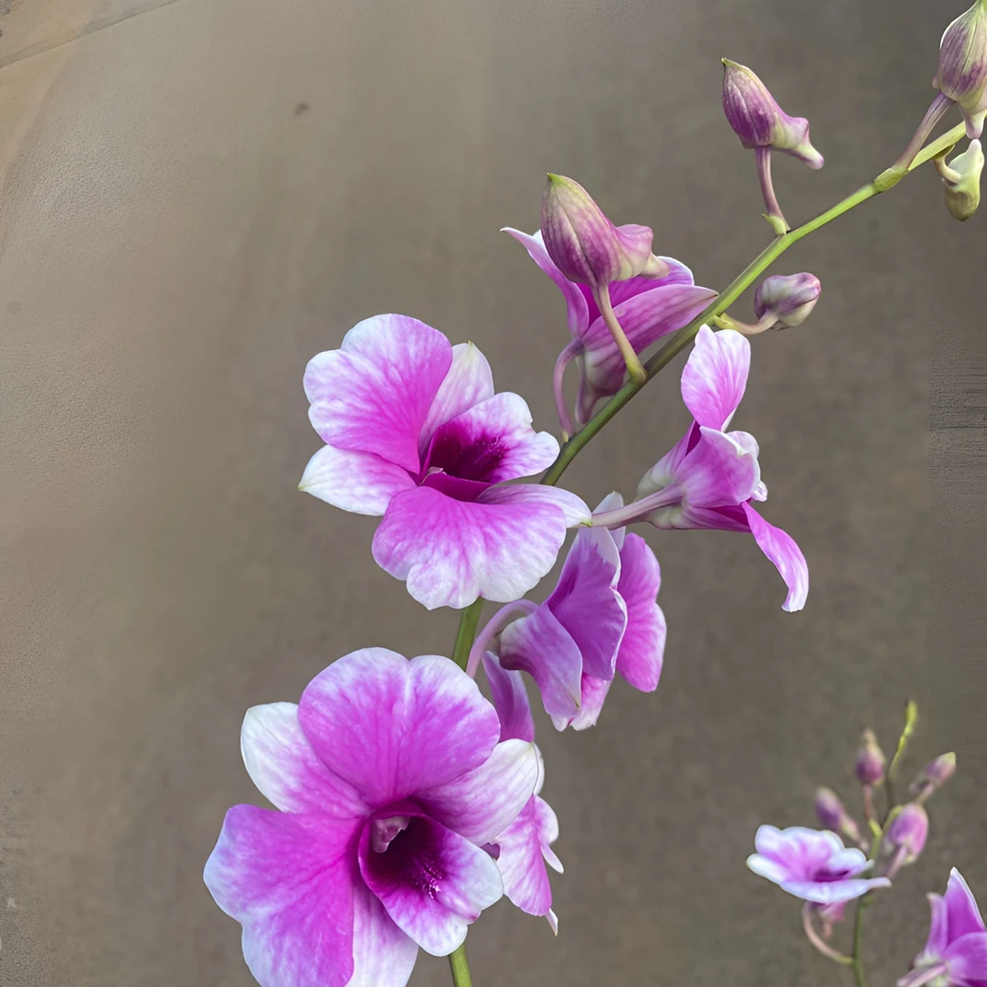 粉黛石斛兰盆栽（5度以下拍保温）双色石斛花阳台客厅多年生秋石斛