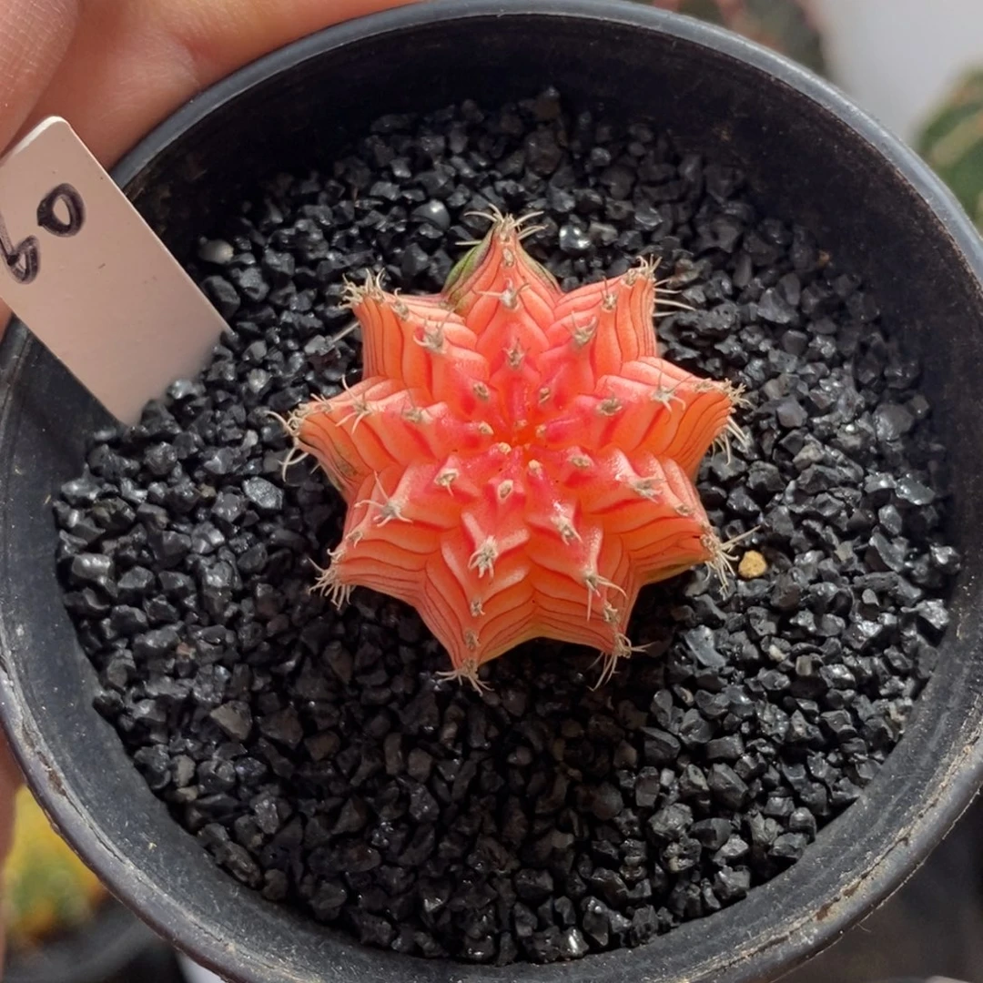 精品米哈—脱土发货27