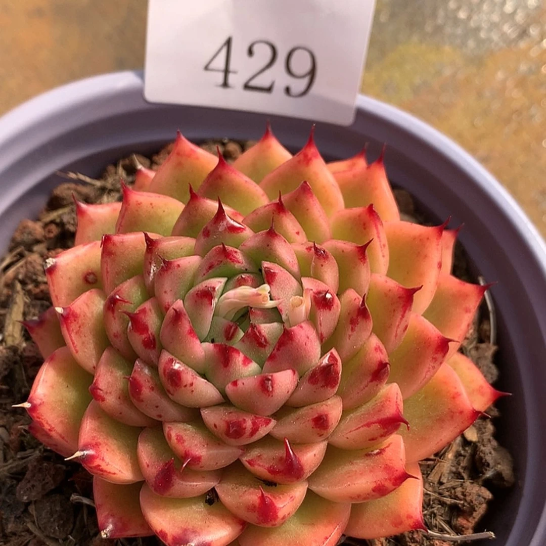 【闪购商品】云429