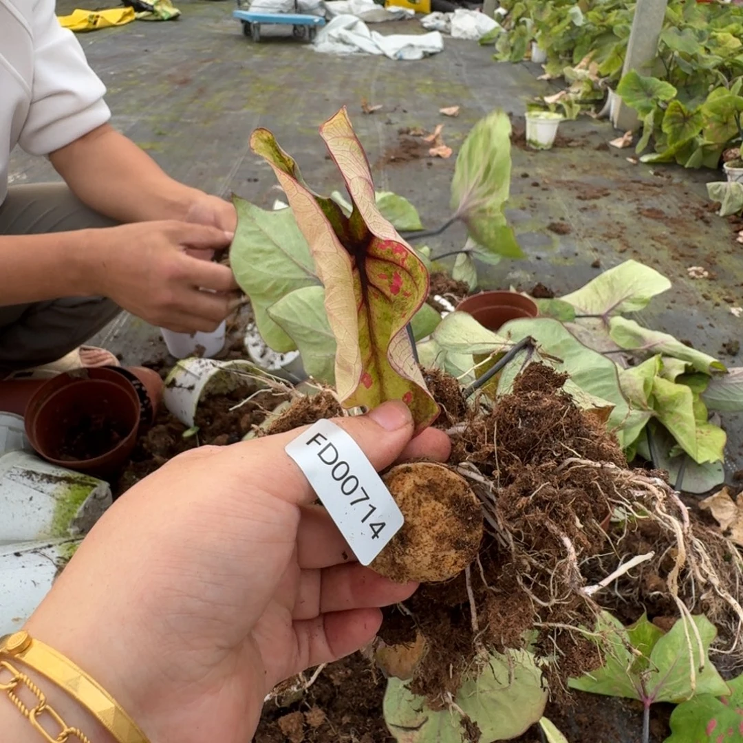 S***a无花朵丹霞剪叶  3分左右  00714