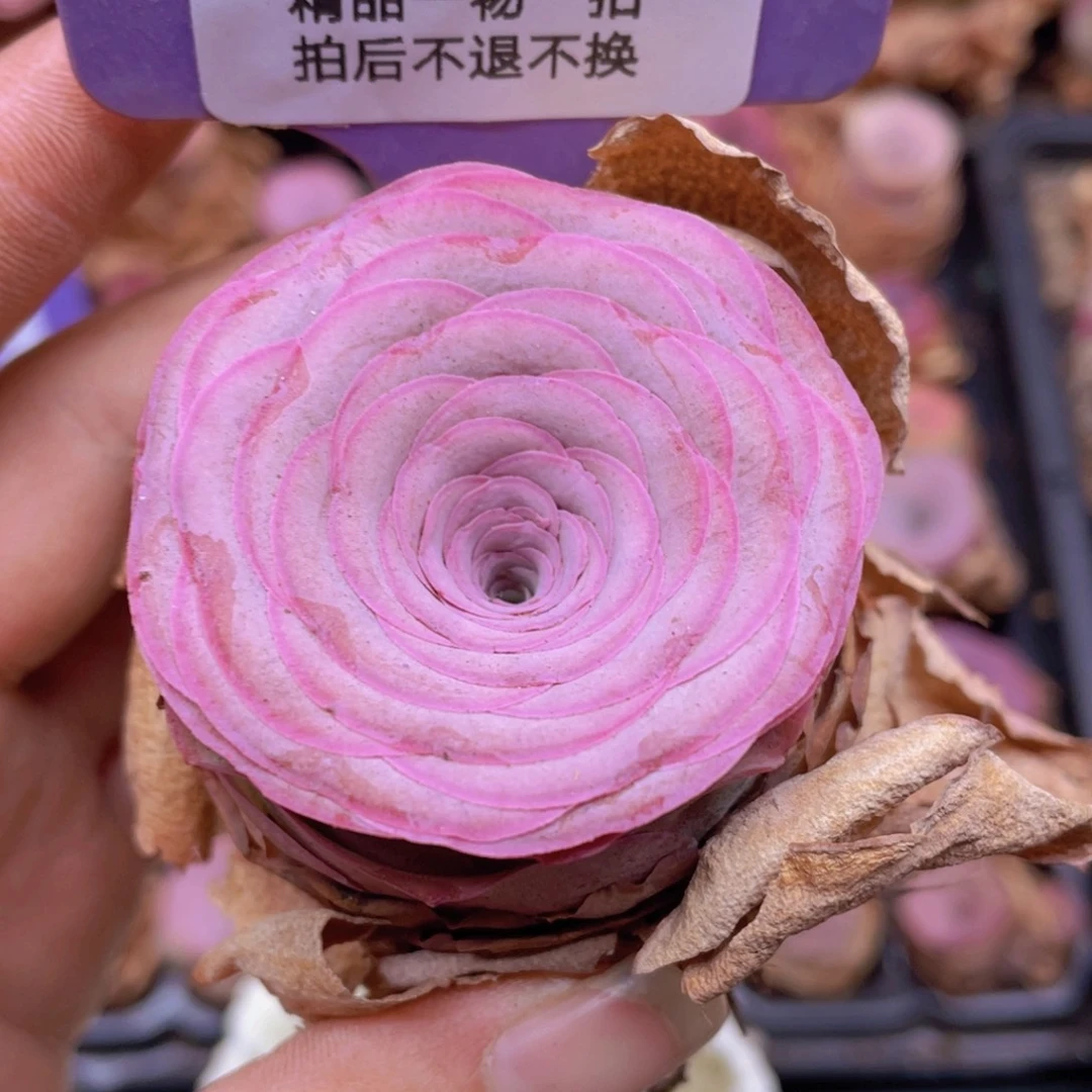 山地玫瑰J109满38包邮裸根发货
