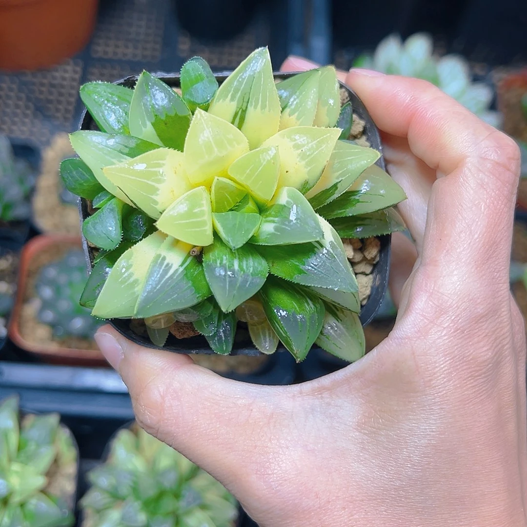 用***56389多肉植物一颗多肉多肉