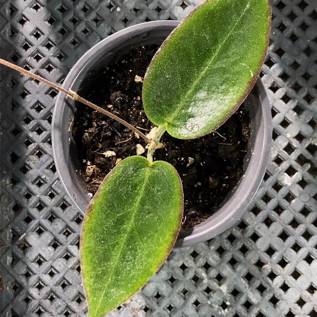 完全开放彭花球兰29