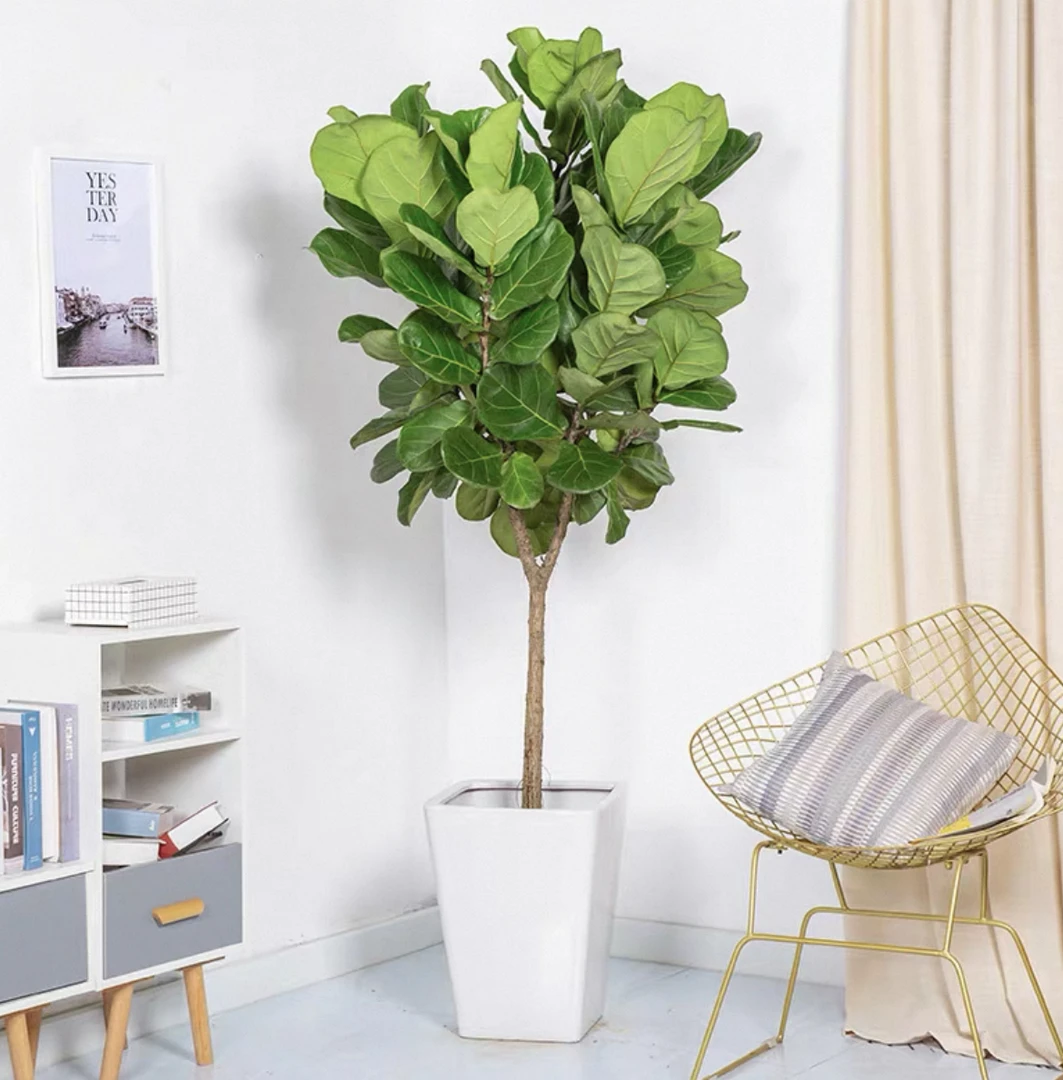 【顺丰送货上门】1.3-1.4米棒棒糖琴叶榕室内绿植吸甲醛净化空气