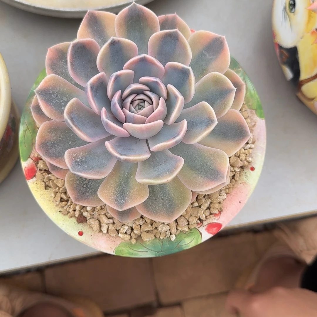 寄养在他身边时就有一种