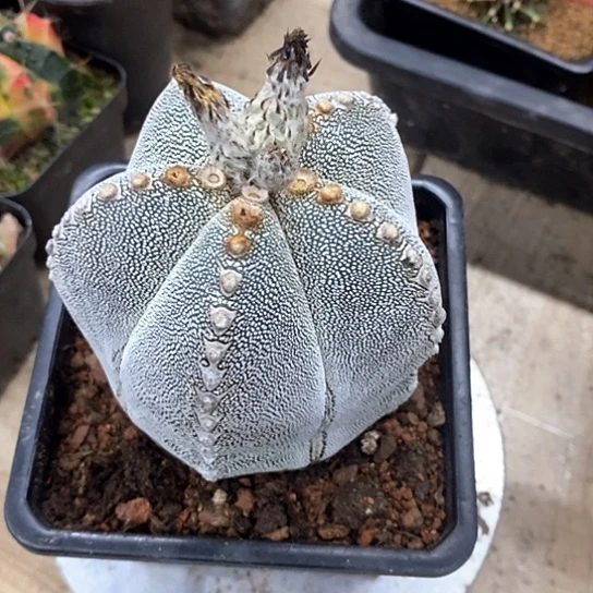 一个大鸾凤玉漂亮漂亮