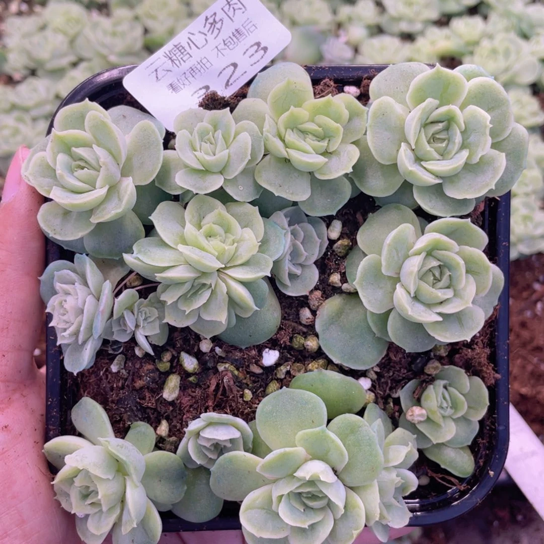 云糖心多肉植物323