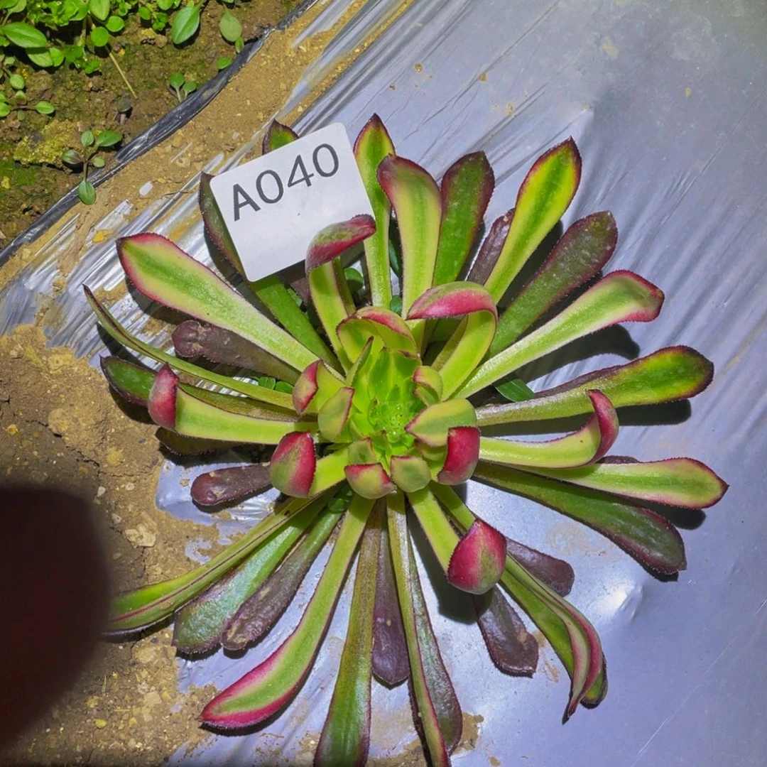 菊花萝莉锦多肉植物040