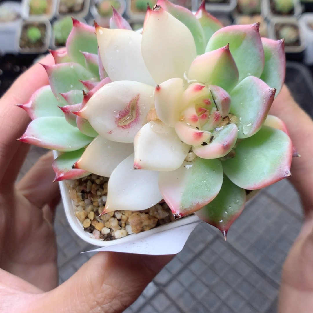 无花朵G145yyyyttt