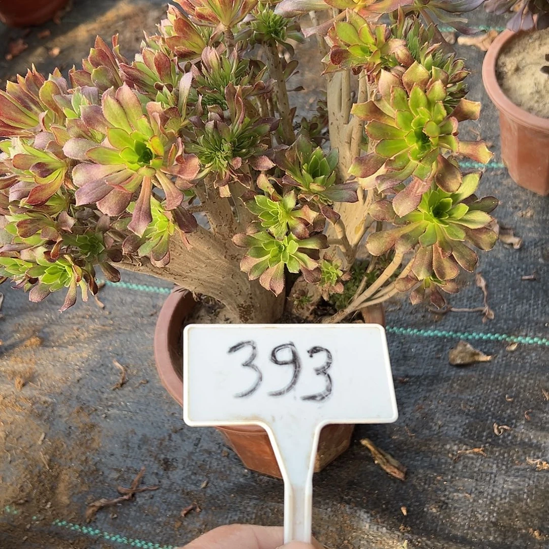 多肉植物黑法师缀花393