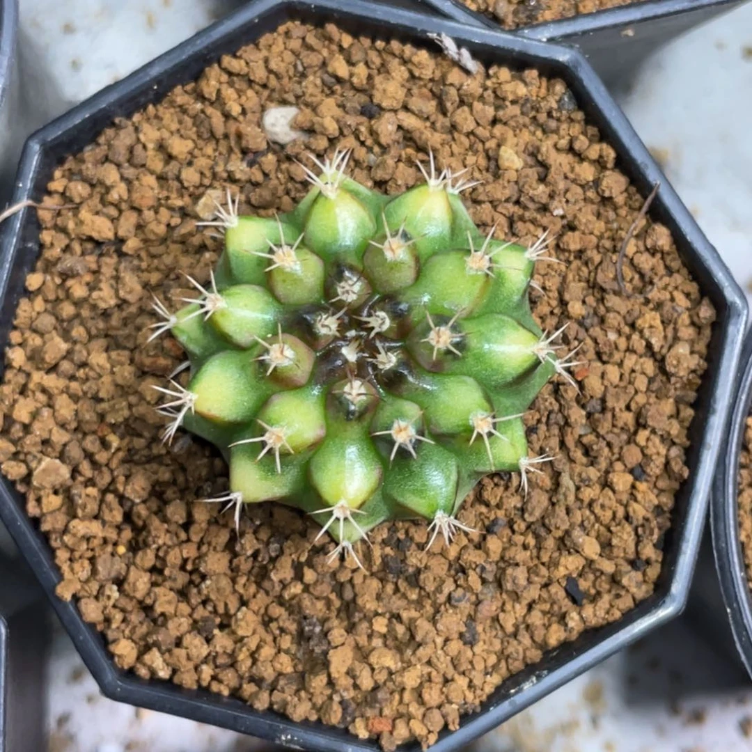 当前无花朵，栽培后可花朵拿玻璃