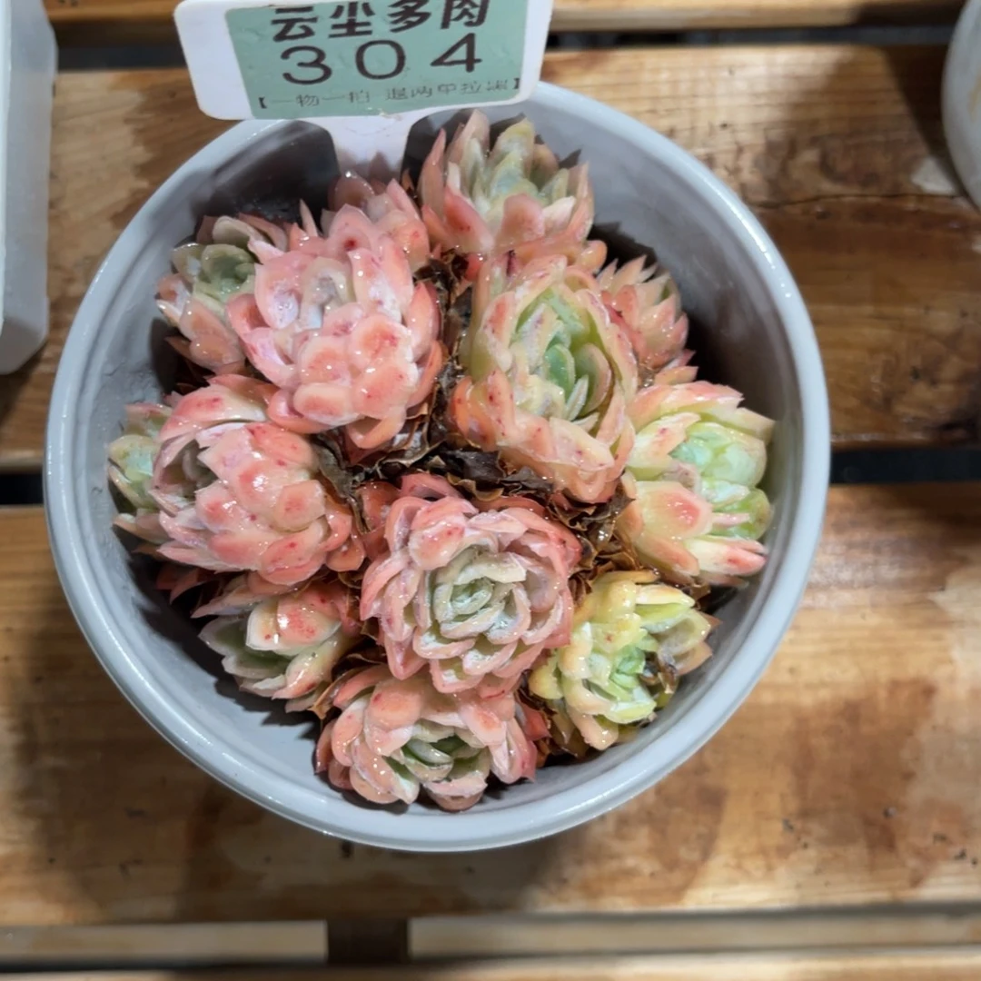 小***k云尘多肉一物一拍304