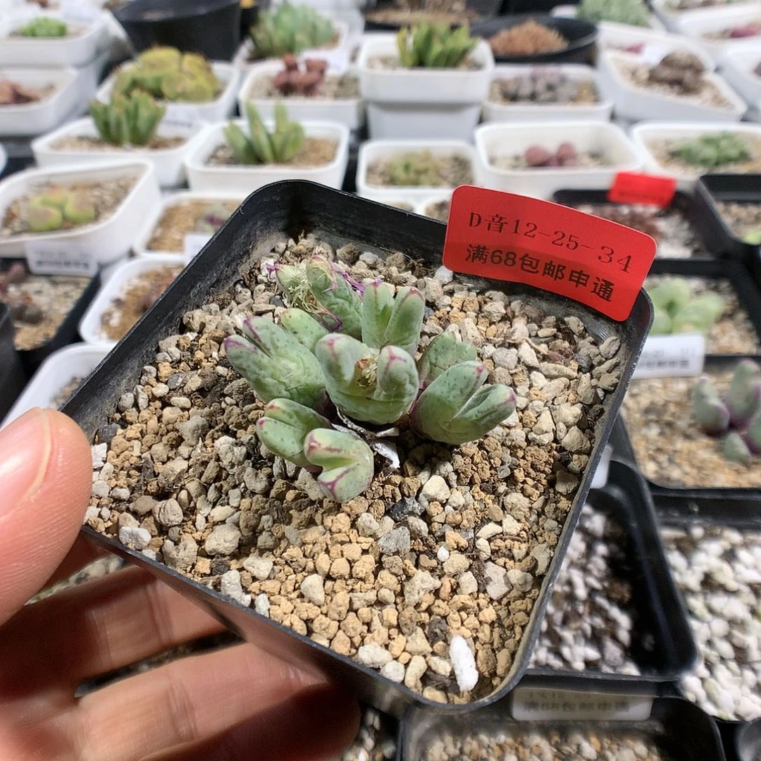 12-25-34     猪蹄1群