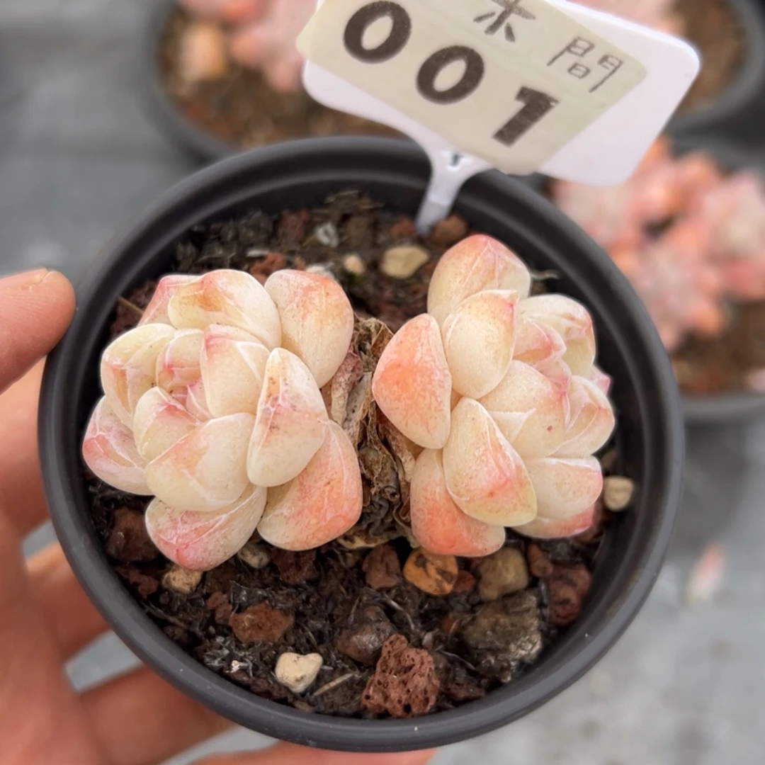 001、更哥哥哥哥哥哥好