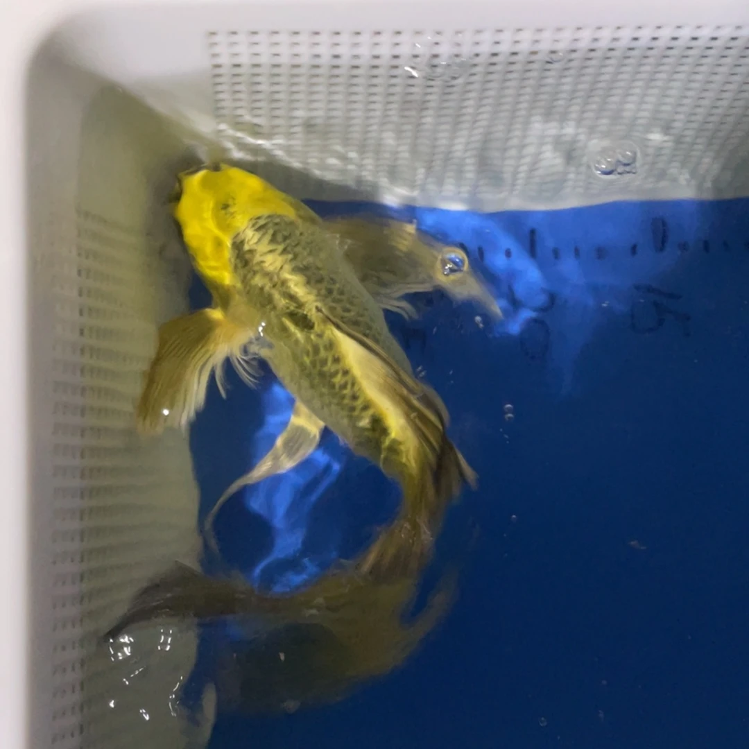 锦鲤?**仙锦鲤包邮包售后