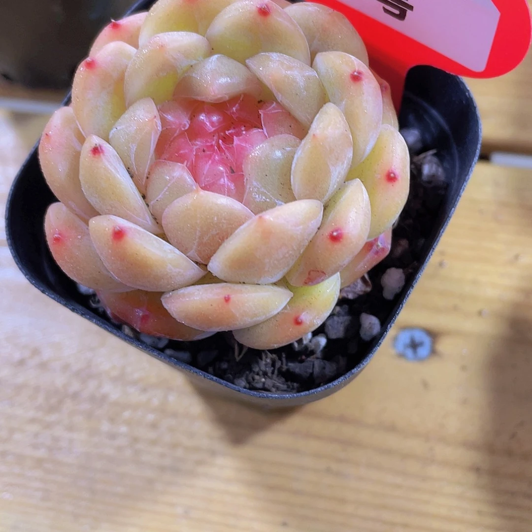 71号 糖心孤品珍妮一颗