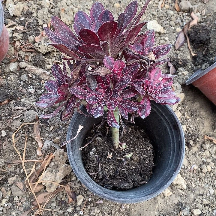 好****安150香奈奈多肉植物