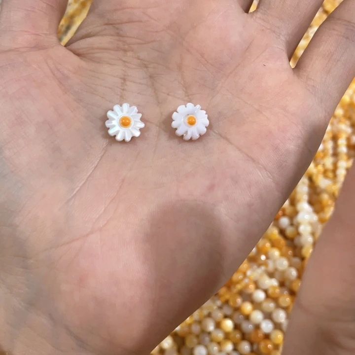 贝壳非金属5颗贝壳小雏菊